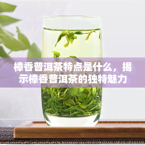 樟香普洱茶特点是什么，揭示樟香普洱茶的独特魅力：特点解析