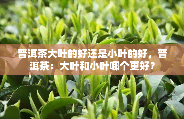 普洱茶大叶的好还是小叶的好，普洱茶：大叶和小叶哪个更好？