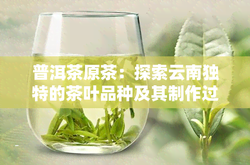 普洱茶原茶：探索云南独特的茶叶品种及其制作过程