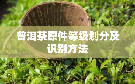 普洱茶原件等级划分及识别方法