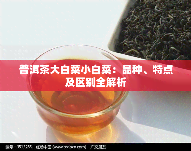 普洱茶大白菜小白菜：品种、特点及区别全解析