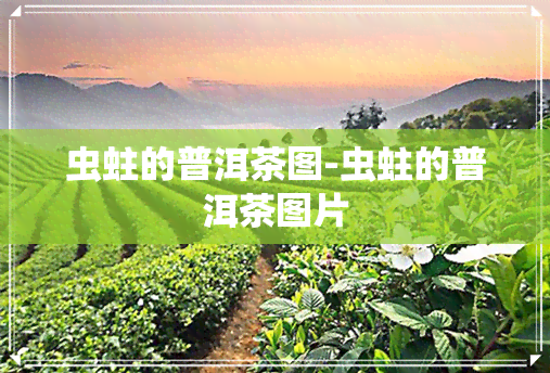 虫蛀的普洱茶图-虫蛀的普洱茶图片