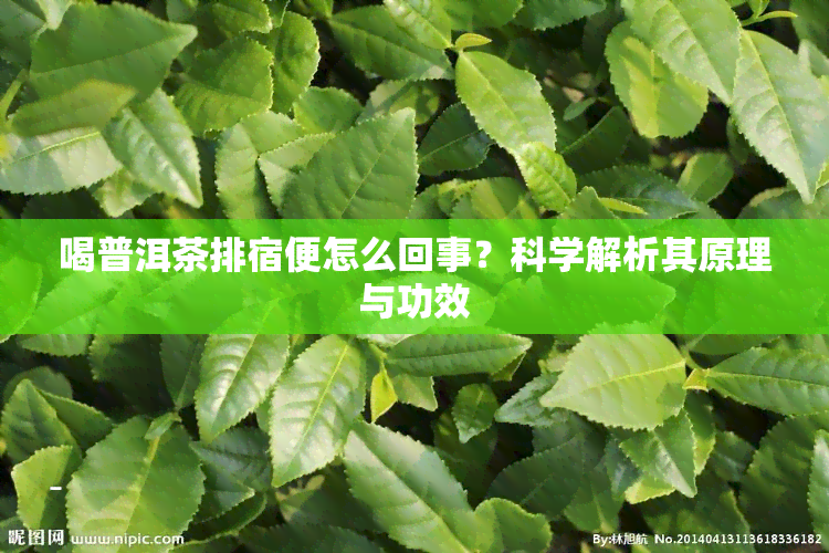 喝普洱茶排宿便怎么回事？科学解析其原理与功效