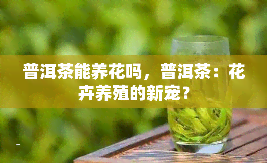 普洱茶能养花吗，普洱茶：花卉养殖的新宠？