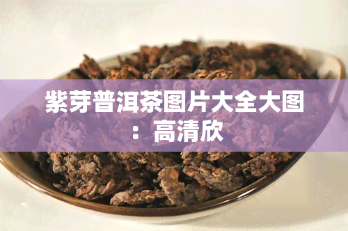 紫芽普洱茶图片大全大图：高清欣