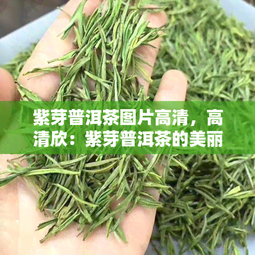 紫芽普洱茶图片高清，高清欣：紫芽普洱茶的美丽图片