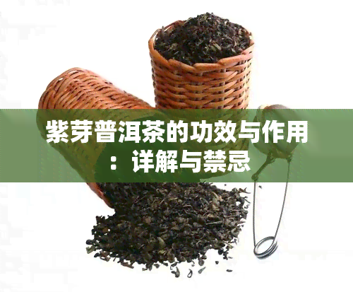 紫芽普洱茶的功效与作用：详解与禁忌