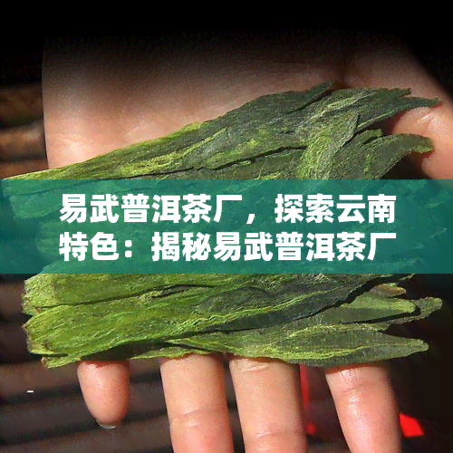 易武普洱茶厂，探索云南特色：揭秘易武普洱茶厂的制作工艺与历文化