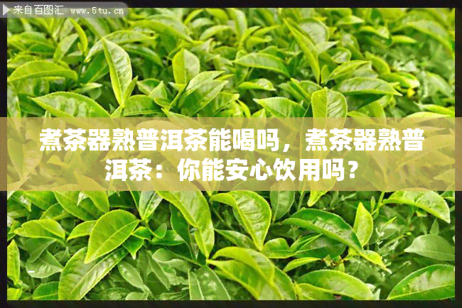 煮茶器熟普洱茶能喝吗，煮茶器熟普洱茶：你能安心饮用吗？