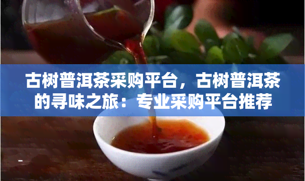 古树普洱茶采购平台，古树普洱茶的寻味之旅：专业采购平台推荐