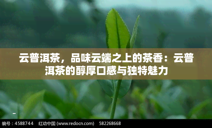 云普洱茶，品味云端之上的茶香：云普洱茶的醇厚口感与独特魅力