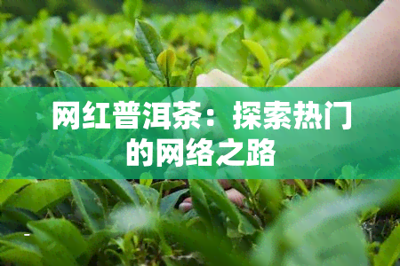 网红普洱茶：探索热门的网络之路