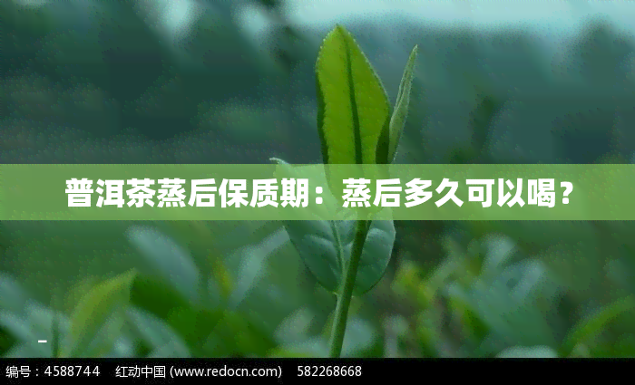 普洱茶蒸后保质期：蒸后多久可以喝？