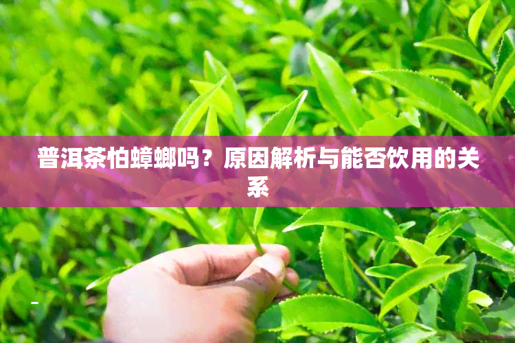 普洱茶怕蟑螂吗？原因解析与能否饮用的关系