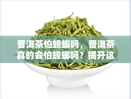 普洱茶怕蟑螂吗，普洱茶真的会怕蟑螂吗？揭开这个茶叶谜团！