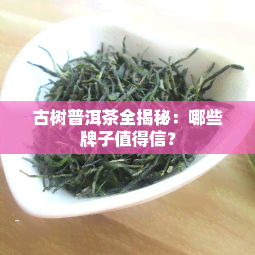 古树普洱茶全揭秘：哪些牌子值得信？