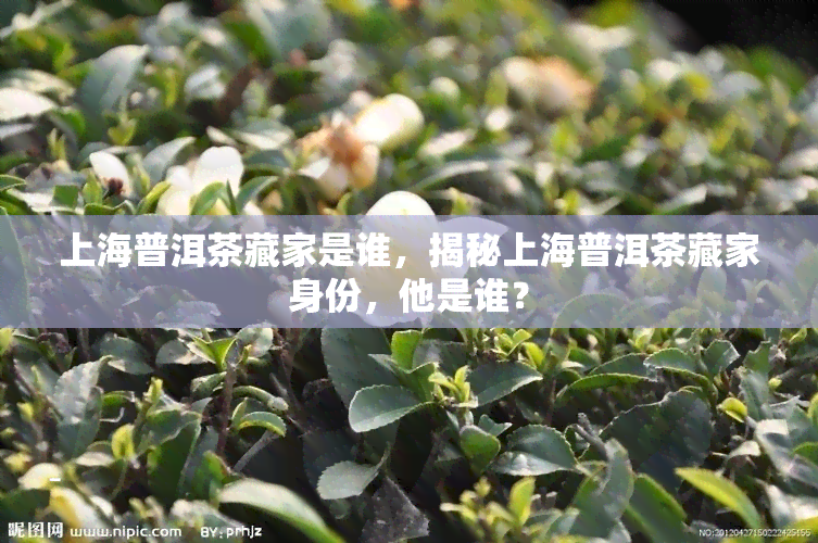 上海普洱茶藏家是谁，揭秘上海普洱茶藏家身份，他是谁？