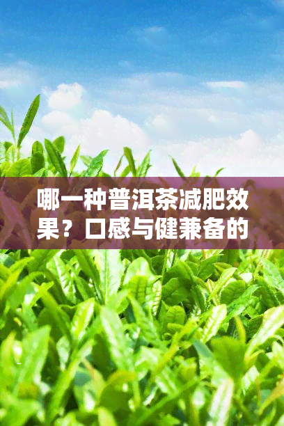 哪一种普洱茶减肥效果？口感与健兼备的选择