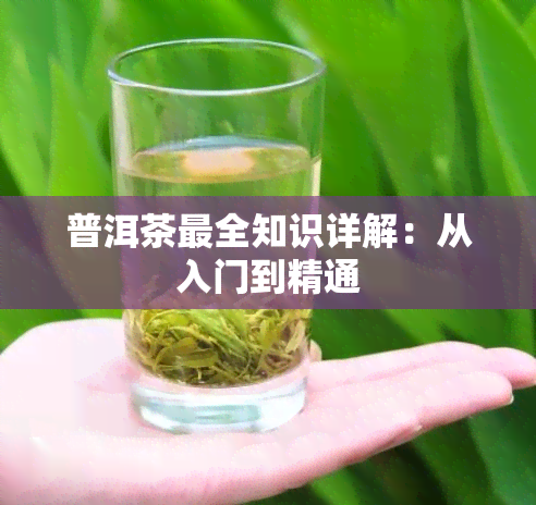 普洱茶最全知识详解：从入门到精通