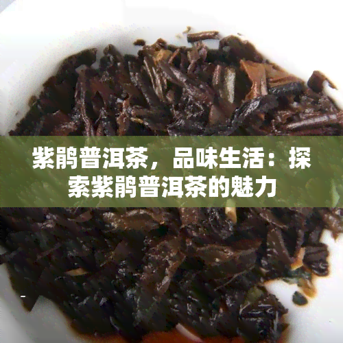 紫鹃普洱茶，品味生活：探索紫鹃普洱茶的魅力