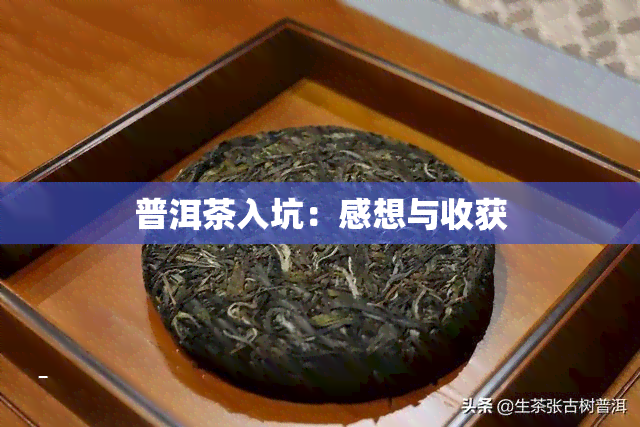 普洱茶入坑：感想与收获