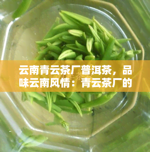 云南青云茶厂普洱茶，品味云南风情：青云茶厂的优质普洱茶