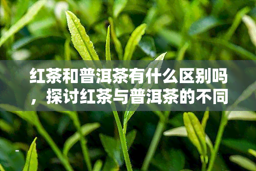 红茶和普洱茶有什么区别吗，探讨红茶与普洱茶的不同之处