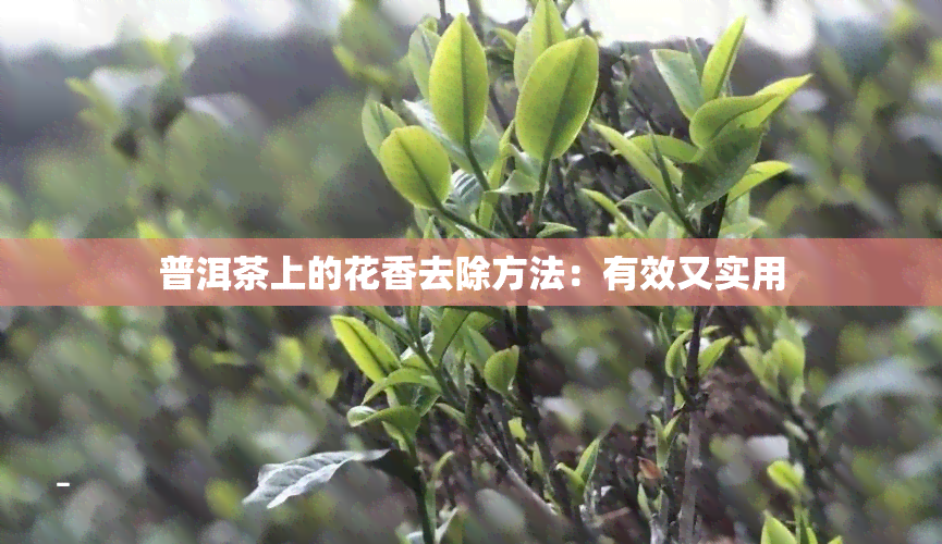 普洱茶上的花香去除方法：有效又实用