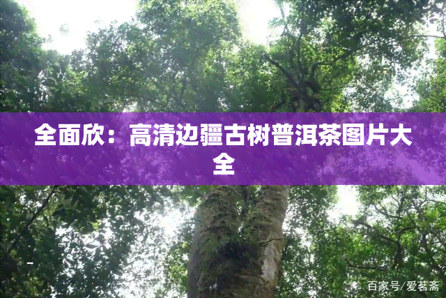 全面欣：高清边疆古树普洱茶图片大全