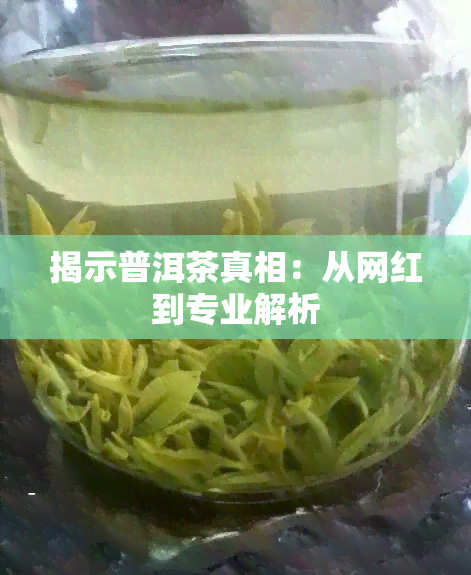 揭示普洱茶真相：从网红到专业解析