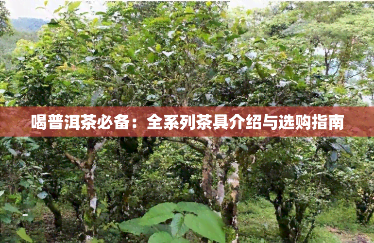 喝普洱茶必备：全系列茶具介绍与选购指南