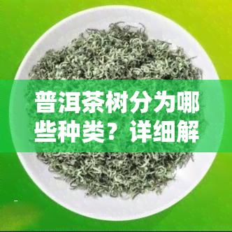 普洱茶树分为哪些种类？详细解析