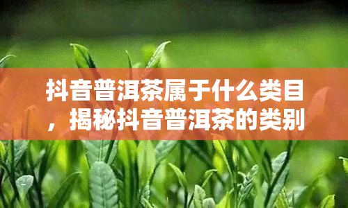 抖音普洱茶属于什么类目，揭秘抖音普洱茶的类别归属，它是属于哪一类目呢？