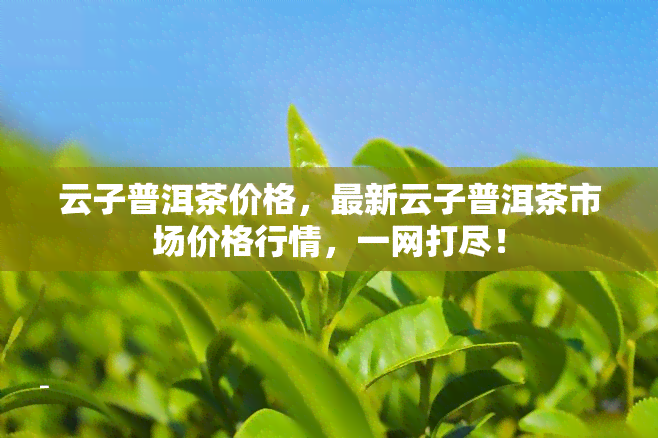 云子普洱茶价格，最新云子普洱茶市场价格行情，一网打尽！