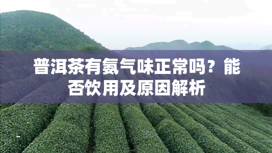 普洱茶有氨气味正常吗？能否饮用及原因解析