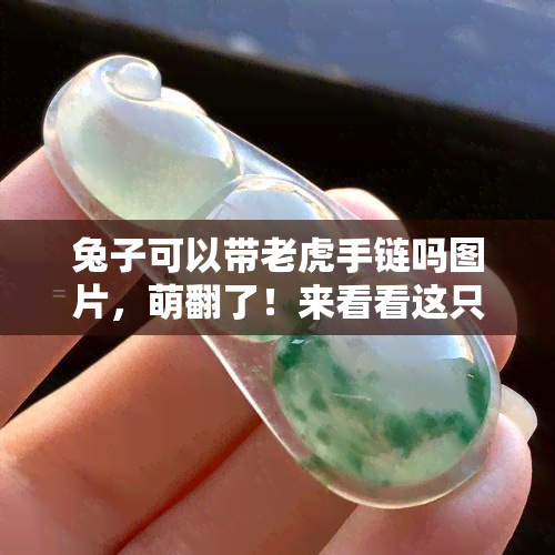 兔子可以带老虎手链吗图片，萌翻了！来看看这只戴着手链的可爱兔子吧！