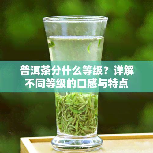 普洱茶分什么等级？详解不同等级的口感与特点