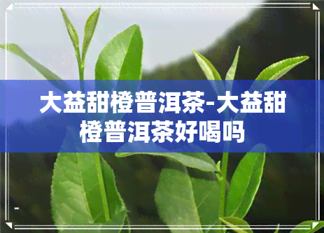 大益甜橙普洱茶-大益甜橙普洱茶好喝吗