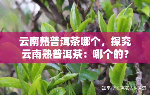 云南熟普洱茶哪个，探究云南熟普洱茶：哪个的？