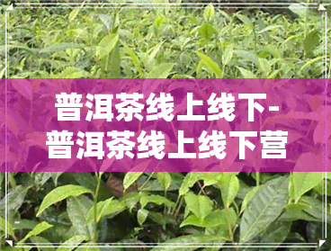 普洱茶线上线下-普洱茶线上线下营销策略