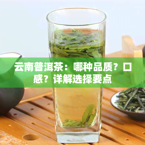 云南普洱茶：哪种品质？口感？详解选择要点