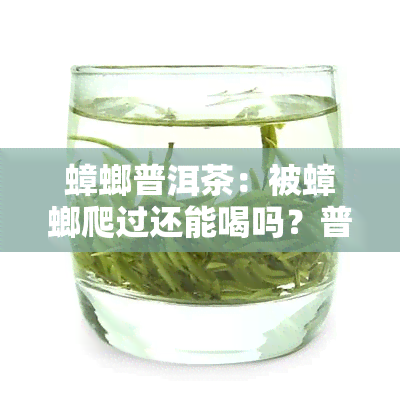 蟑螂普洱茶：被蟑螂爬过还能喝吗？普洱生茶为何有蟑螂骚味？