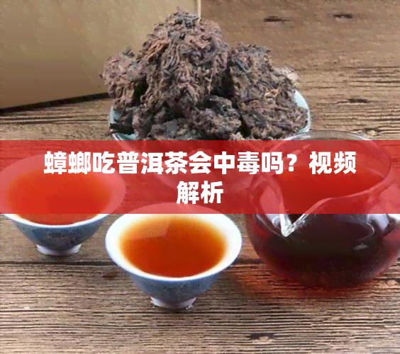 蟑螂吃普洱茶会中吗？视频解析