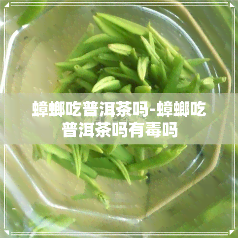 蟑螂吃普洱茶吗-蟑螂吃普洱茶吗有吗