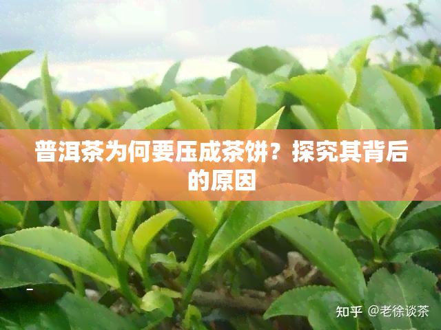 普洱茶为何要压成茶饼？探究其背后的原因