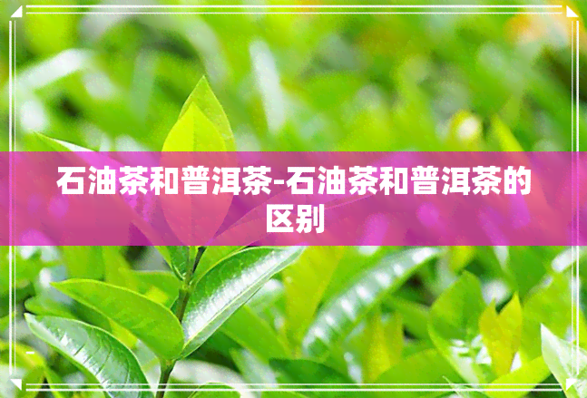 石油茶和普洱茶-石油茶和普洱茶的区别