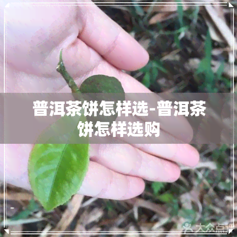 普洱茶饼怎样选-普洱茶饼怎样选购