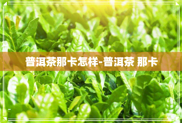 普洱茶那卡怎样-普洱茶 那卡