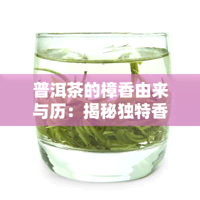 普洱茶的樟香由来与历：揭秘独特香气的来源