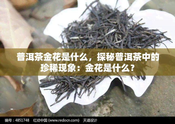 普洱茶金花是什么，探秘普洱茶中的珍稀现象：金花是什么？